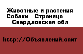 Животные и растения Собаки - Страница 10 . Свердловская обл.